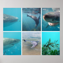 Omlaag onder het Zee Ocean Life Animals Australië