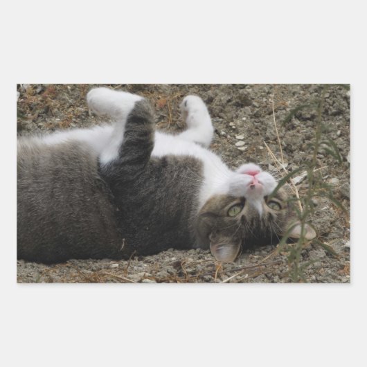 Omlaag Stickers Kat rechthoek (Voorkant)