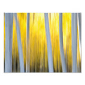 Omringd door Aspen-bomen Foto Afdruk (Voorkant)