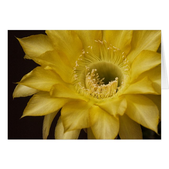 Omringd door Lemon Pie (Voorkant Horizontaal)