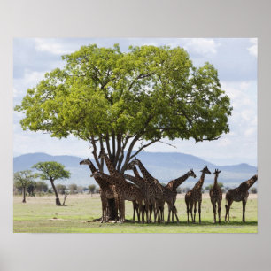 On Safari   Mikumi National Park, Tanzania Poster