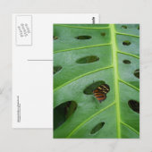 On The Green Briefkaart (Voorkant / Achterkant)