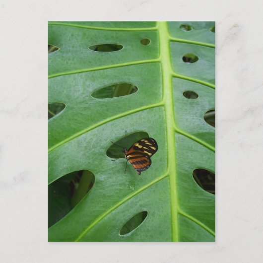 On The Green Briefkaart (Voorkant)