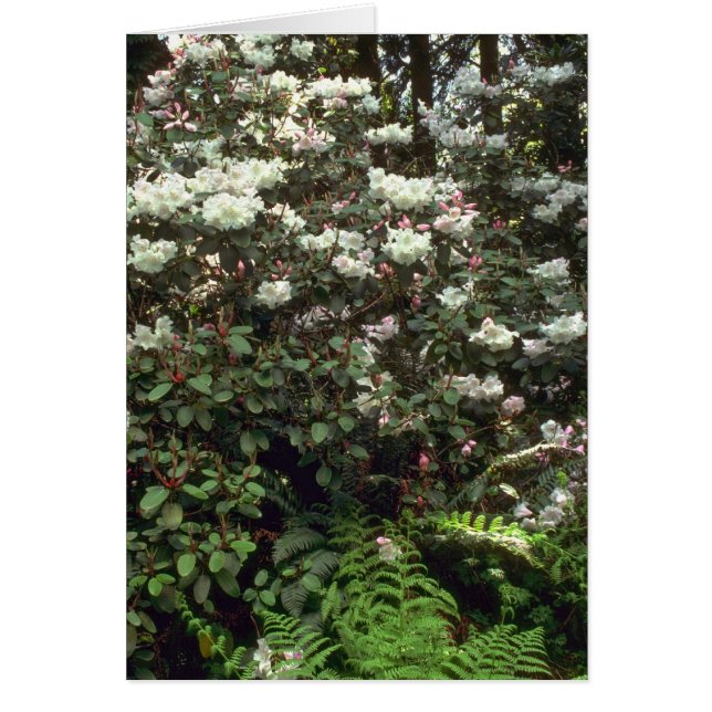 Onaangeroerde Wilderheid (Voorkant)