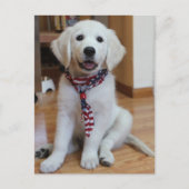 Onafhankelijkheidsdag 4 juli briefkaart (Voorkant)