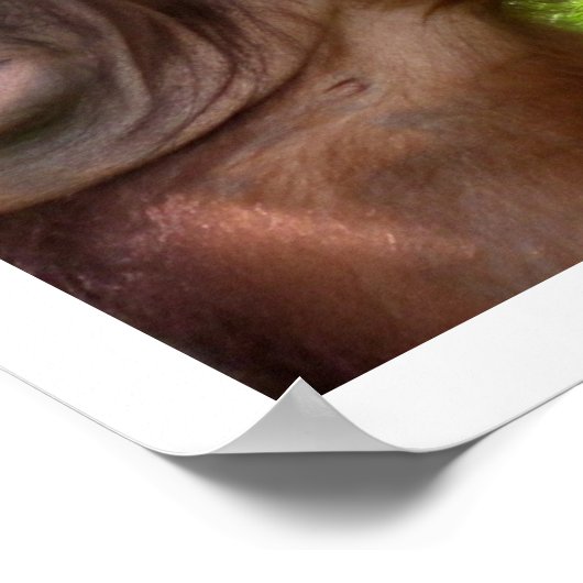 Onafhankelijkheidsdag Indonesië 17 augustus Poster (Hoek)