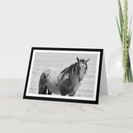 Onaqui Mountain Wild Horse blanco briefkaart. 5 x  Kaart