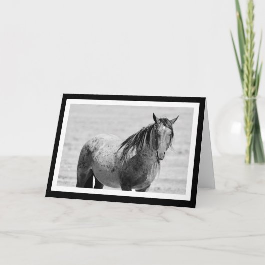 Onaqui Mountain Wild Horse blanco briefkaart. 5 x  Kaart (Voorkant)