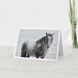 Onaqui Mountain Wild Horse blanco briefkaart.5  x  Kaart