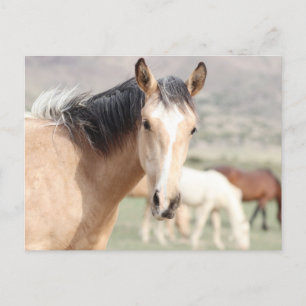 Onaqui Wild Horses Briefkaart