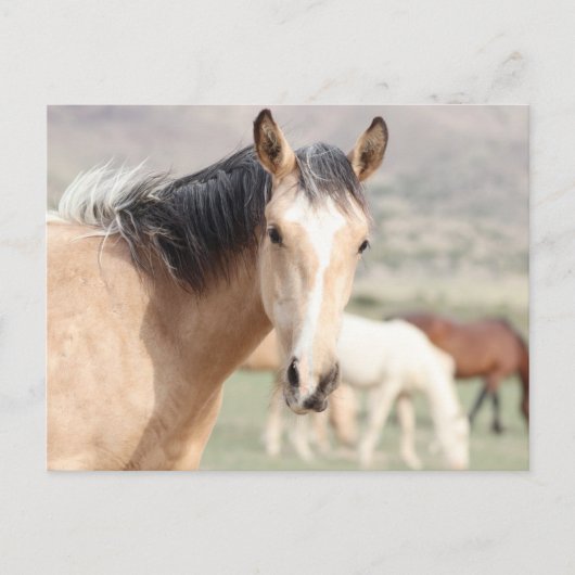 Onaqui Wild Horses Briefkaart (Voorkant)