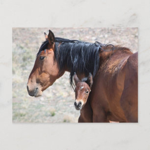 Onaqui Wild Horses Briefkaart