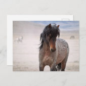 Onaqui Wild Horses Briefkaart (Voorkant / Achterkant)