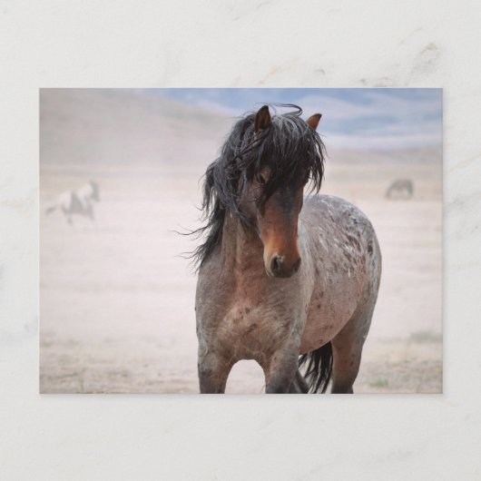 Onaqui Wild Horses Briefkaart (Voorkant)