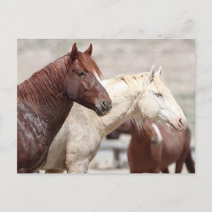 Onaqui Wild Horses Briefkaart