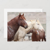 Onaqui Wild Horses Briefkaart (Voorkant / Achterkant)