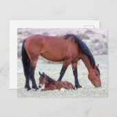 Onaqui Wild Horses Briefkaart (Voorkant / Achterkant)