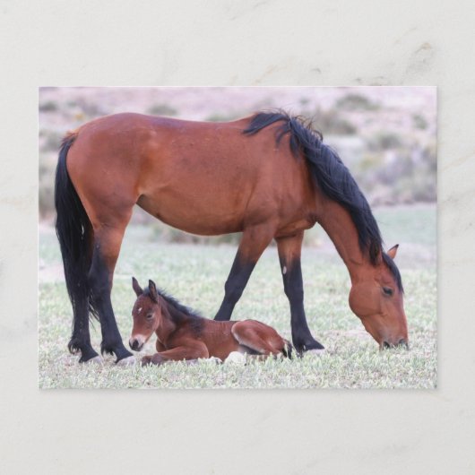 Onaqui Wild Horses Briefkaart (Voorkant)