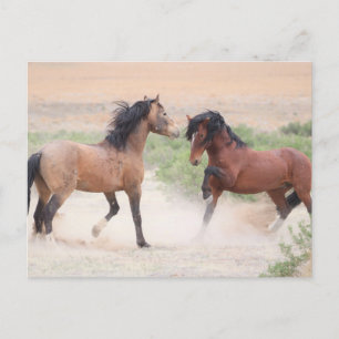 Onaqui Wild Horses Briefkaart