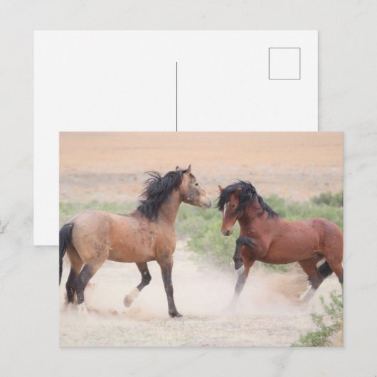 Onaqui Wild Horses Briefkaart (Voorkant / Achterkant)