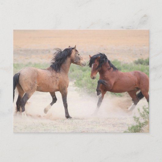 Onaqui Wild Horses Briefkaart (Voorkant)