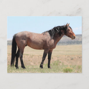 Onaqui Wild Horses Briefkaart