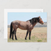 Onaqui Wild Horses Briefkaart (Voorkant / Achterkant)