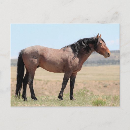 Onaqui Wild Horses Briefkaart (Voorkant)