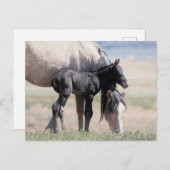 Onaqui Wild Horses Briefkaart (Voorkant / Achterkant)