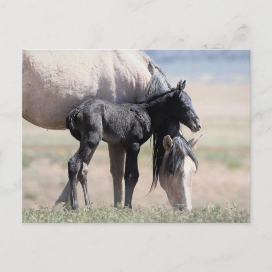 Onaqui Wild Horses Briefkaart (Voorkant)