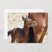 Onaqui Wild Horses Briefkaart (Voorkant / Achterkant)