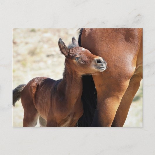 Onaqui Wild Horses Briefkaart (Voorkant)