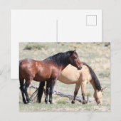 Onaqui Wild Horses Briefkaart (Voorkant / Achterkant)