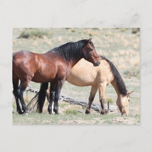 Onaqui Wild Horses Briefkaart (Voorkant)