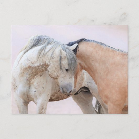 Onaqui Wild Horses Briefkaart (Voorkant)