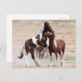 Onaqui Wild Horses Briefkaart (Voorkant / Achterkant)