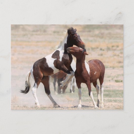 Onaqui Wild Horses Briefkaart (Voorkant)