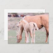 Onaqui Wild Horses Briefkaart (Voorkant / Achterkant)