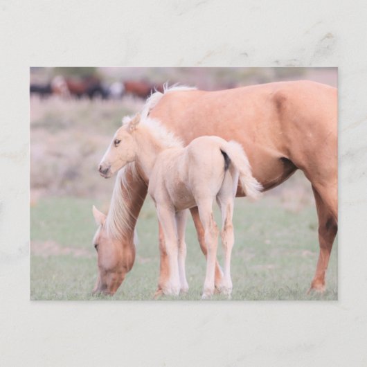 Onaqui Wild Horses Briefkaart (Voorkant)