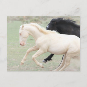 Onaqui Wild Horses Briefkaart