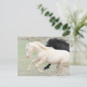 Onaqui Wild Horses Briefkaart (Staand voorkant)