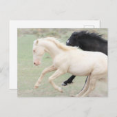 Onaqui Wild Horses Briefkaart (Voorkant / Achterkant)