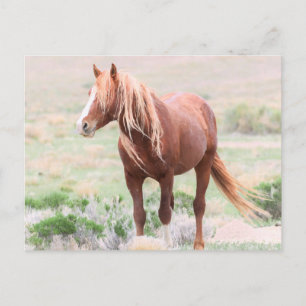 Onaqui Wild Horses Briefkaart