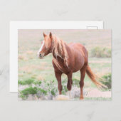 Onaqui Wild Horses Briefkaart (Voorkant / Achterkant)