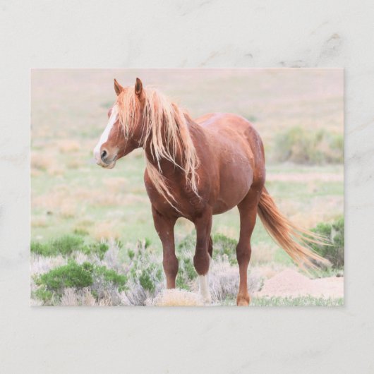 Onaqui Wild Horses Briefkaart (Voorkant)