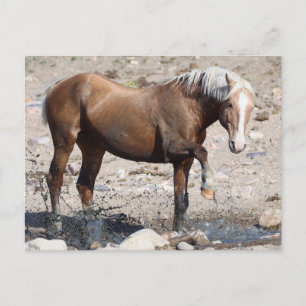 Onaqui Wild Horses Briefkaart