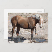 Onaqui Wild Horses Briefkaart (Voorkant / Achterkant)