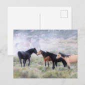 Onaqui Wild Horses Briefkaart (Voorkant / Achterkant)