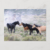 Onaqui Wild Horses Briefkaart (Voorkant)