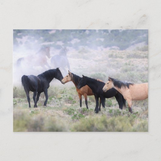 Onaqui Wild Horses Briefkaart (Voorkant)